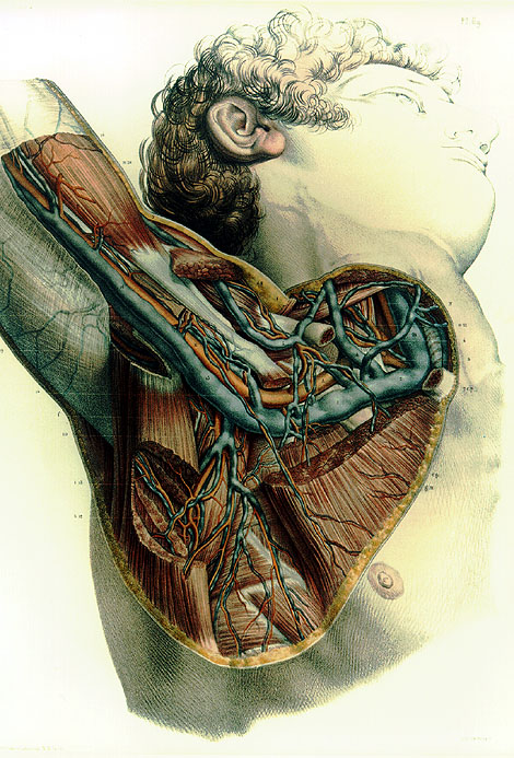 Image of brachial, axillary and subclavian arteries and veins