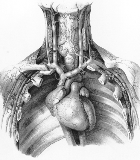 Image of veins of the thyroid gland