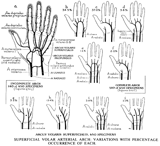 Image of superficial palmar arch
