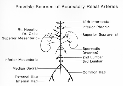 Image of renal arteries