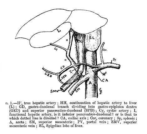 Image of variable course of the hepatic artery