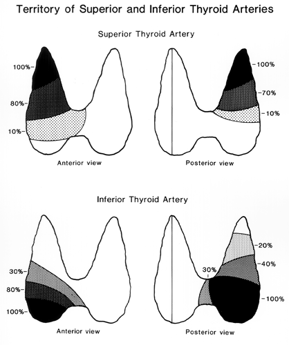 Image of distribution of superior and inferior thyroid arteris to thyroid gland