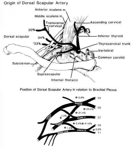 Image of the origin of dorsal scapular artery