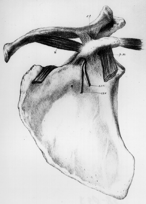 Image of suprascapular artery and nerve passing beneath the transverse scapular ligament