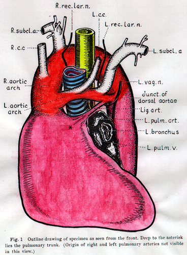 Image of aortic ring