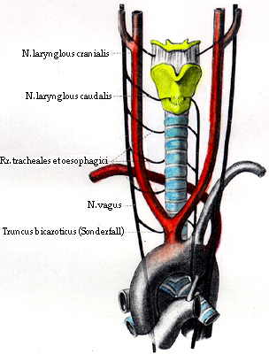 Image of absence of right recurrent laryngeal nerve retroesophageal right 