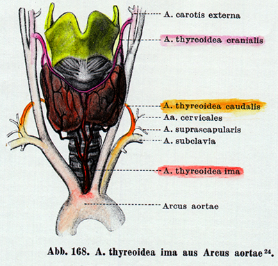 Image of thyroidea lma from aortic arch