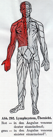 Image of lymphatic system