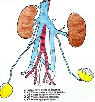 inferior vena cava demeanor