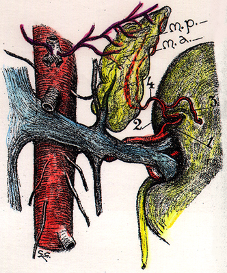 Image of renal artery