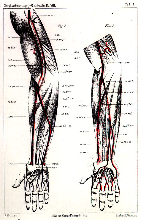 Image of high and low division of brachial artery