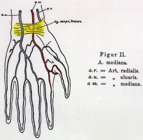 Image of arterial variations inthe human arm, forearm, and hand