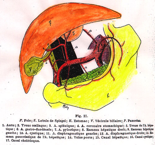 Image of coeliac trunk