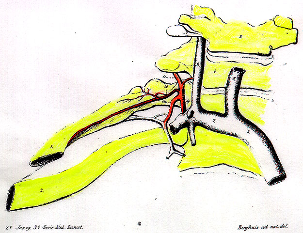 Image of arteria supracostalis