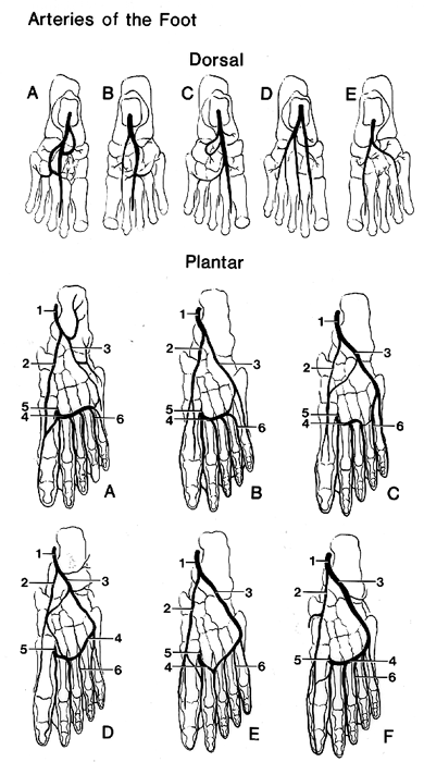 Image of various arterial patterns on dorsum of foot and in the plantar arch