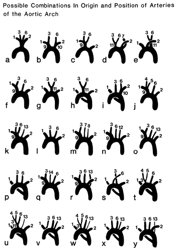 Image of possible combinations in origin and positions of arteries ofthe aortic arch