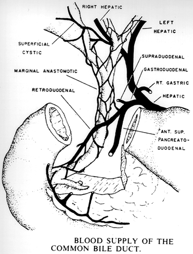 Common Bile Duct. supply of common bile duct