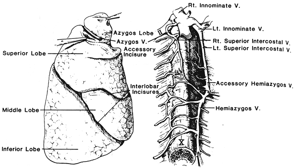 Image of pulmonary lobe of azygos vein