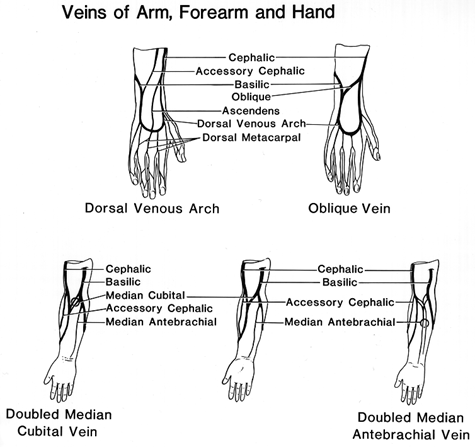 Image of venous drainage of hand and forearm