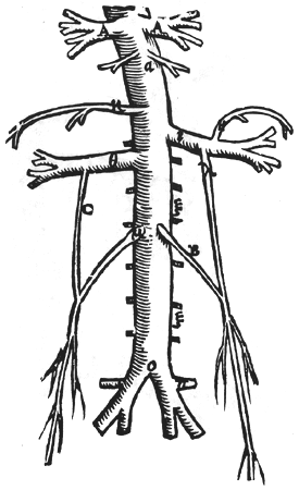 Image of gonadal veins