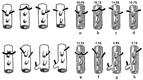 Image of origins of inferior phrenic artery