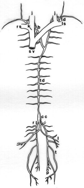 Image of main lymphatic vessels shown diagrammatically with variation of the thoracic duct