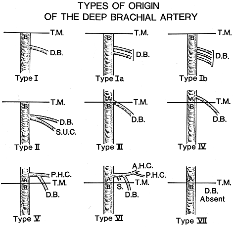 Image of types of origin of the deep brachial artery