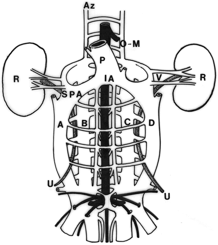 circulatory system diagram labeled