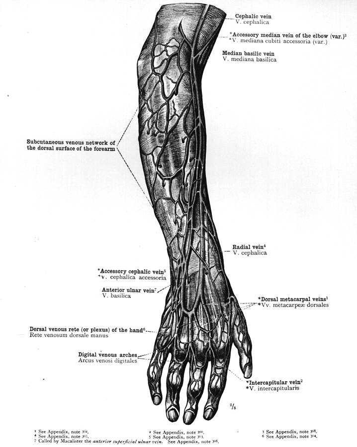 Image of the superficial veins of arm and forearm