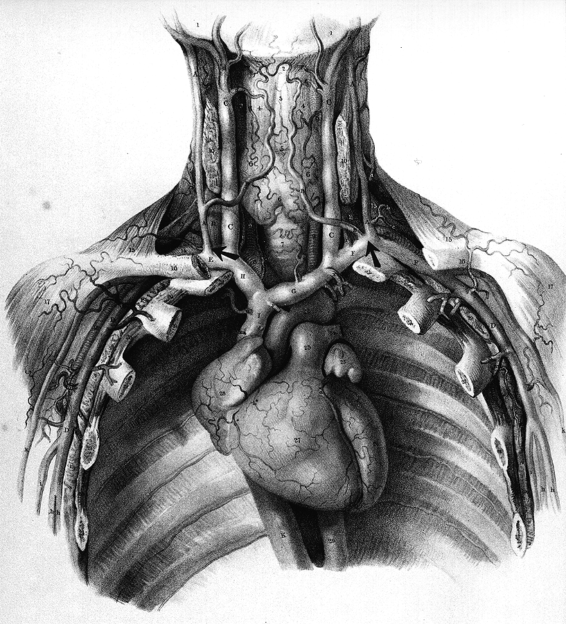 Image of thyrocervical trunk