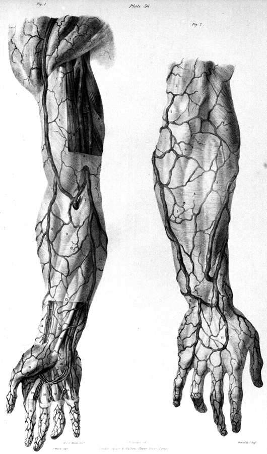 Image of veins of the hand, forearm, and arm