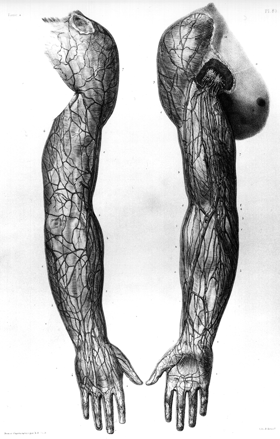 Image of lymphatics of the arm, forearm and hand