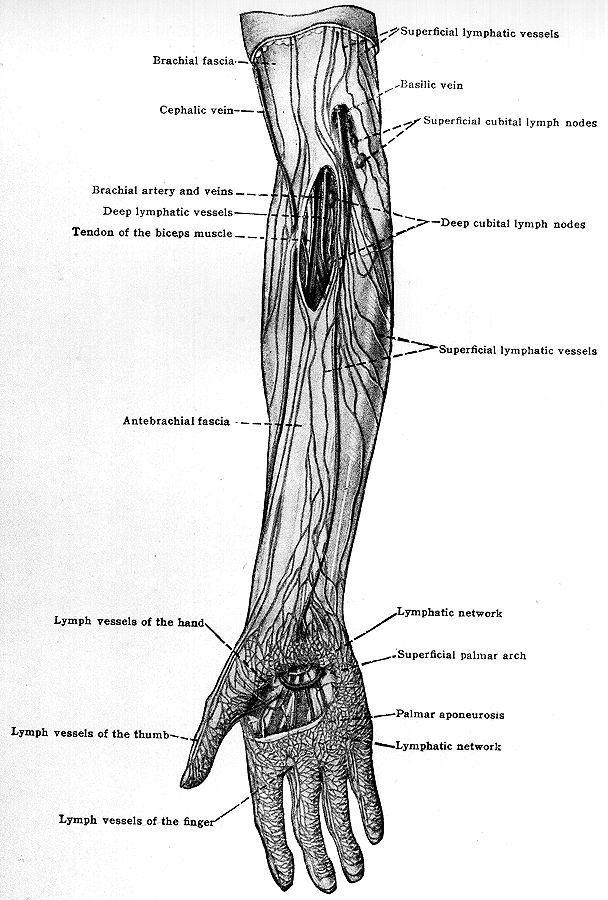 Image of lymphatics of hand and antebrachium