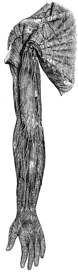 Image of superficial lymphatics of the breast, shoulder, upper limb from the front