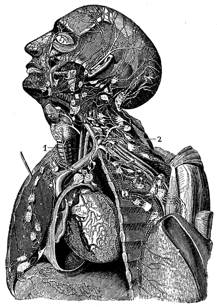 Image of lymphatics of the head and neck and of the upper part of the neck