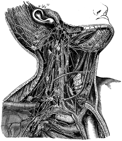 Image of principal lymphatic vessels of the head and neck on the right side