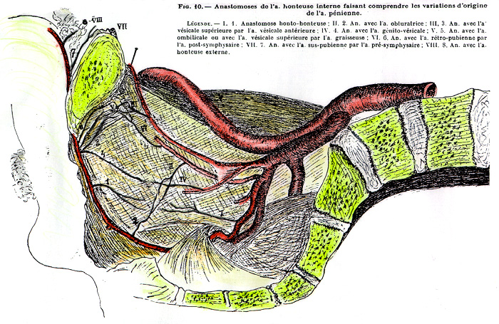Image of anastomoses between pudendal and other branches of the internal iliac