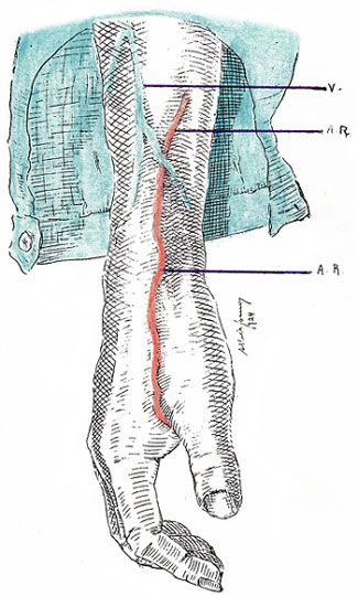Image of superficial radial artery at forearm and wrist in a living subject