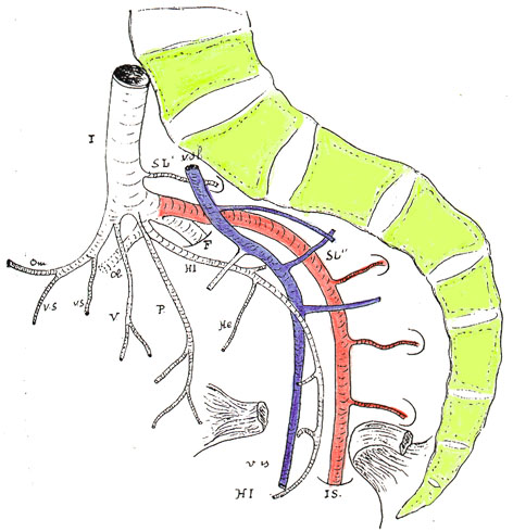 Image of the inferior gluteal artery as a continuation of the lateral sacral artery