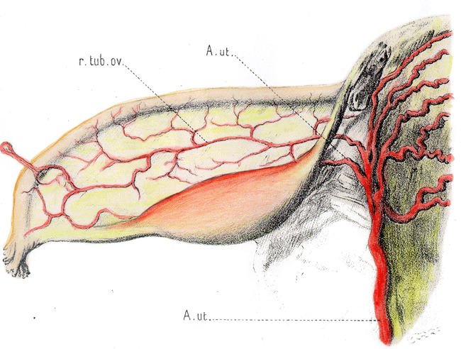 Uterine artery and its branches
