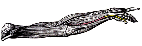 Image of extensor digiti quinti proprius muscle tendon
