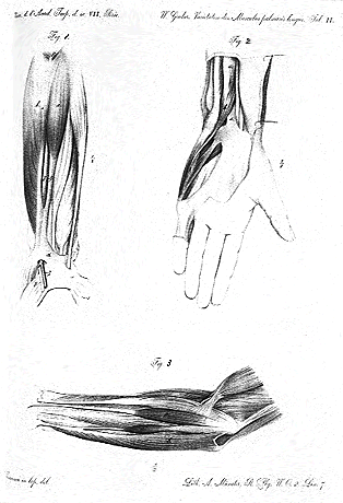 Image of varieties of palmaris longus