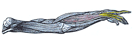 Image of extensor digitorum communis supplying index, middle, and ring fingers as a single unit