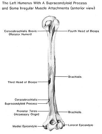 Image of irregular muscle attachments located on the humerus