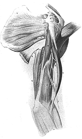 Image of third head of biceps brachii