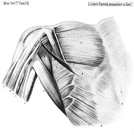 Image of chondrocoracoideus