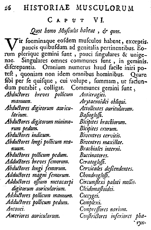 Image of listing of muscles by Bernhard Siegfried Albinus