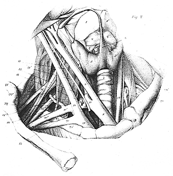 Image of levator glandulae thyroideae