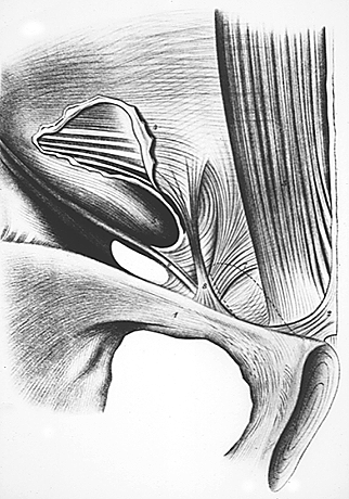 Image of muscle pubotransversalis