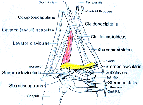 Image of varieties of chest, neck, and shoulder muscles-levator claviculae